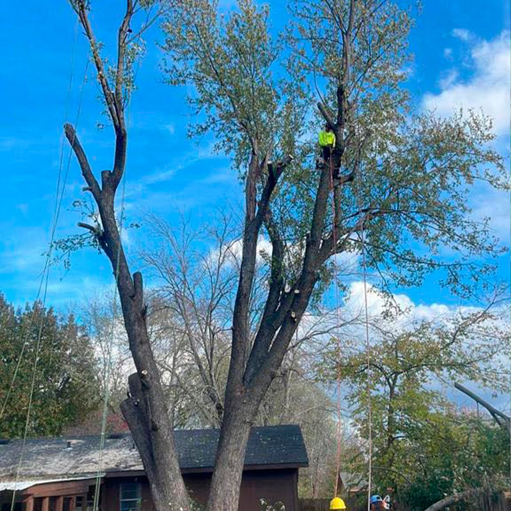 Caceres Tree Service