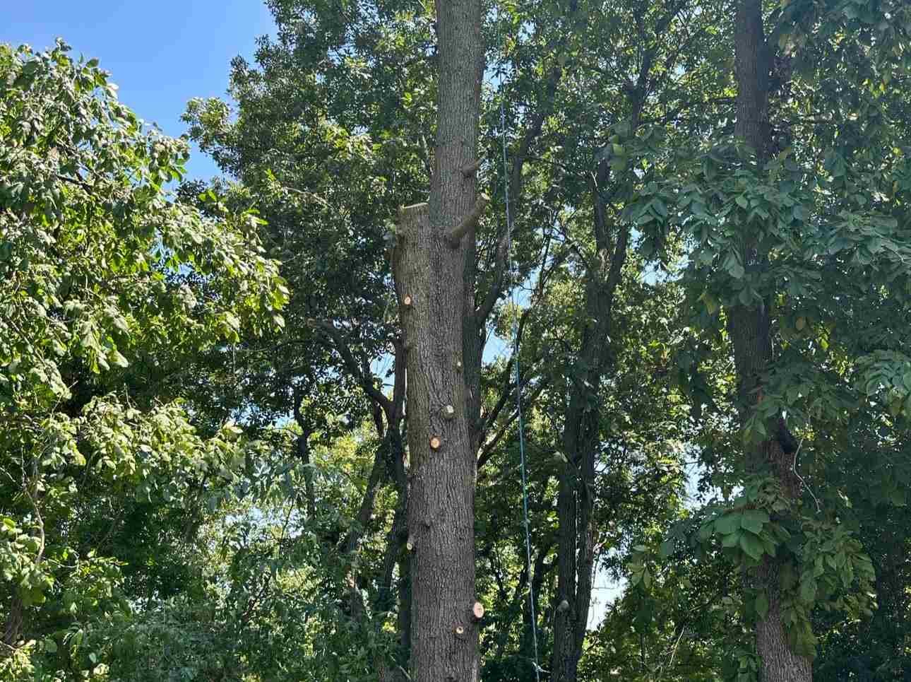 Caceres Tree Service