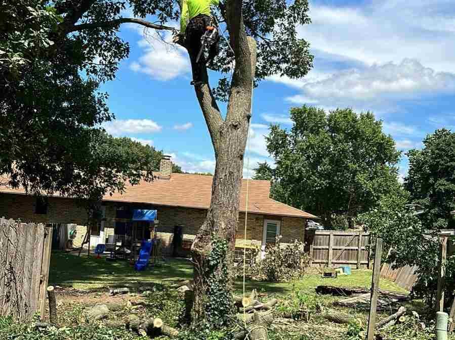 Caceres Tree Service