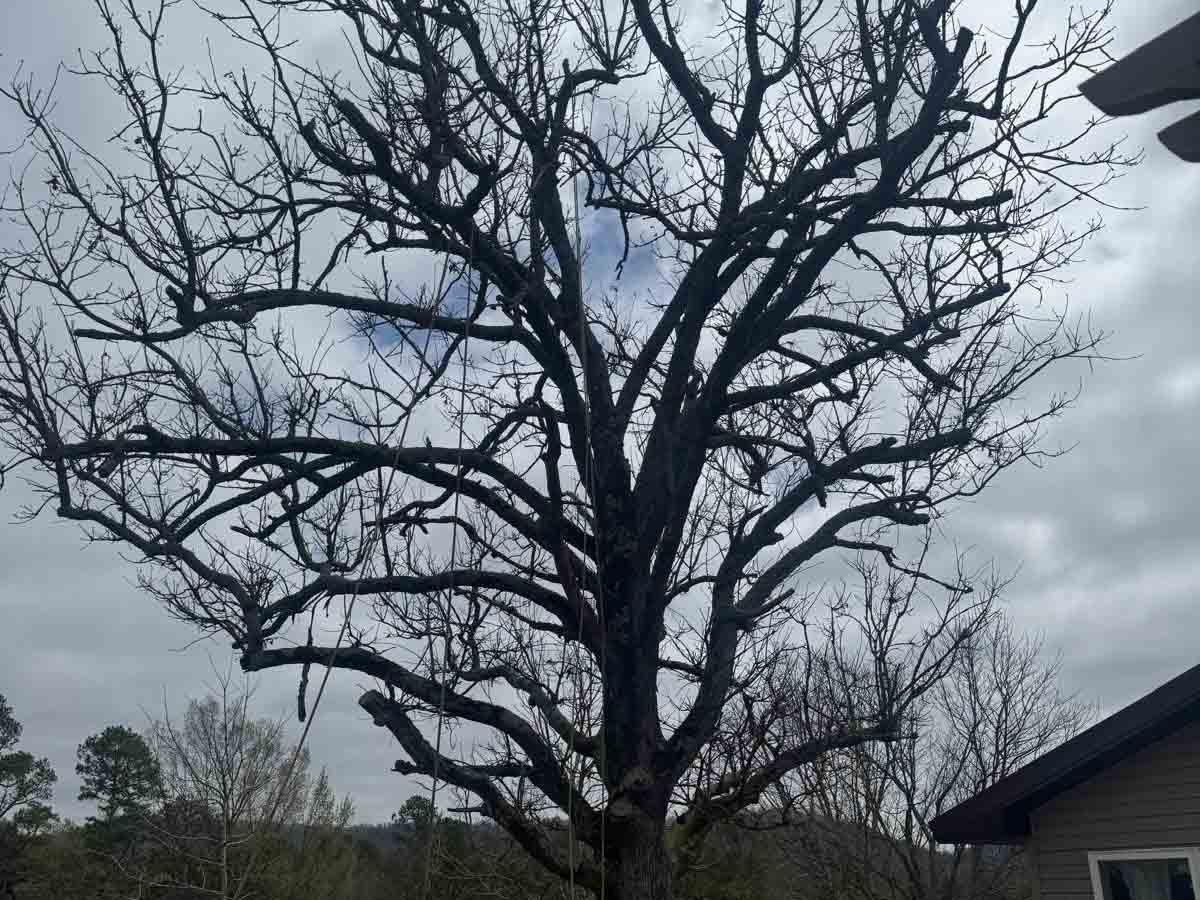 Caceres Tree Service