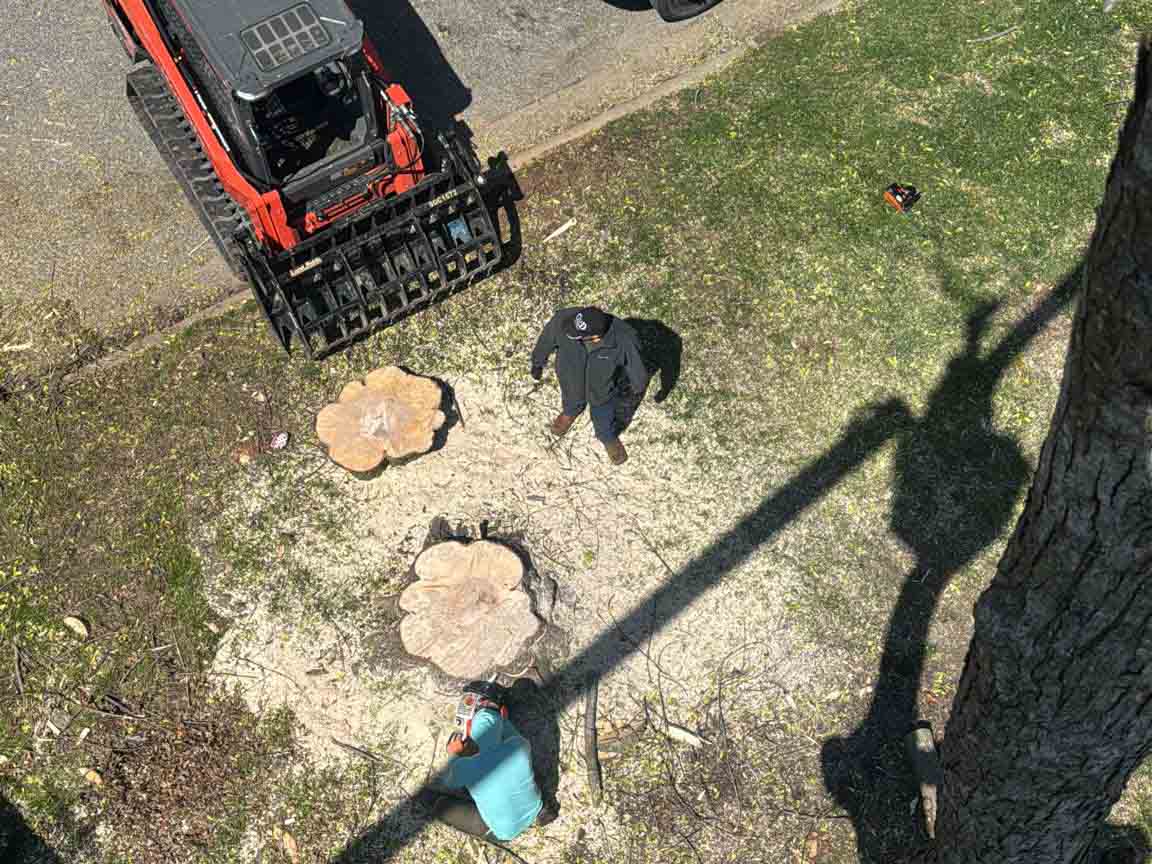 Caceres Tree Service