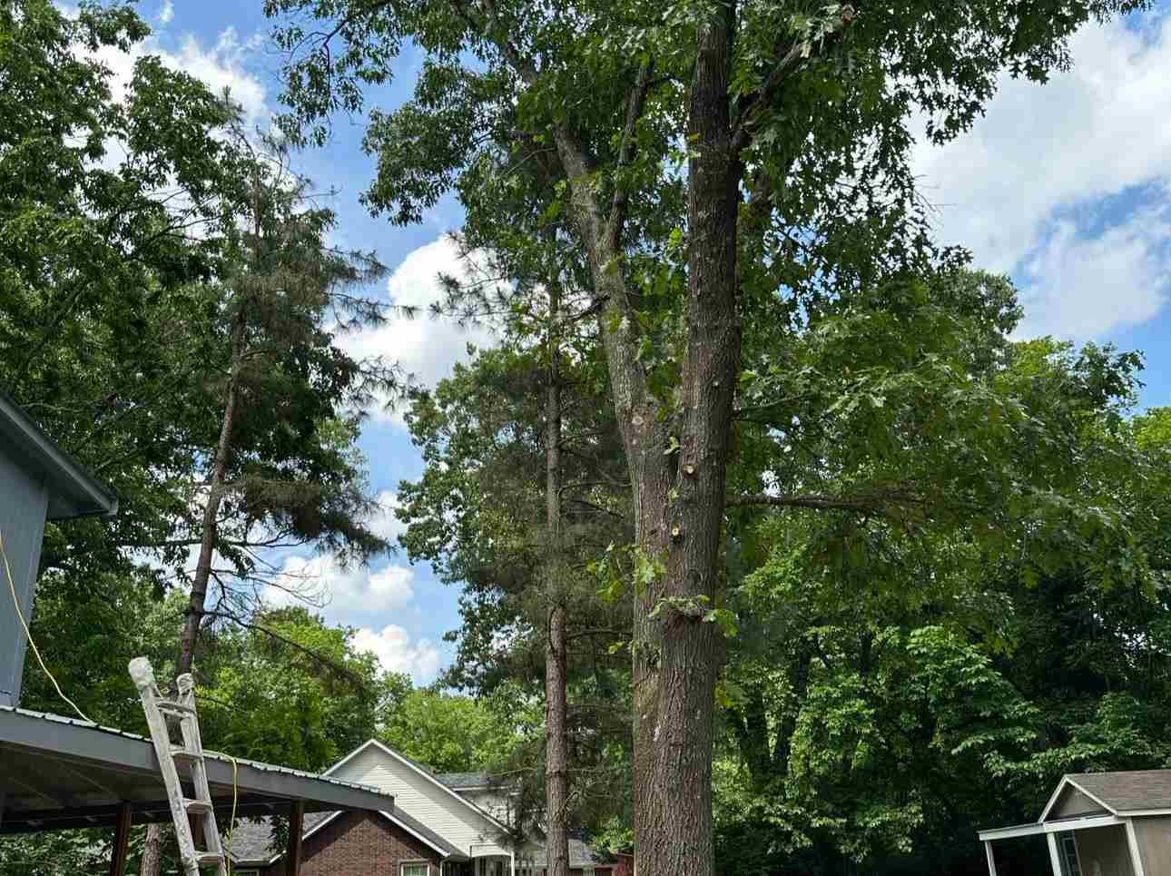 Caceres Tree Service