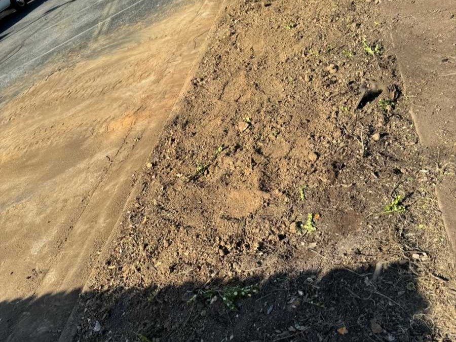 Caceres Tree Service