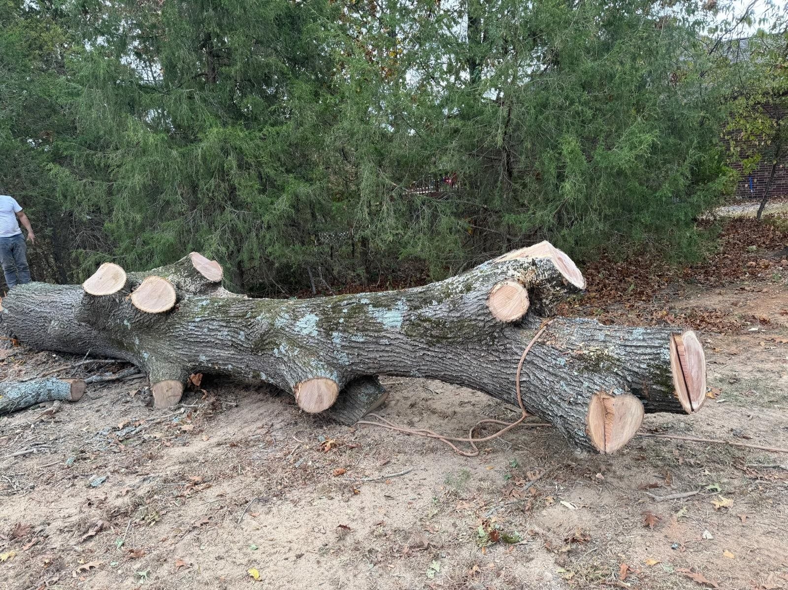 Caceres Tree Service