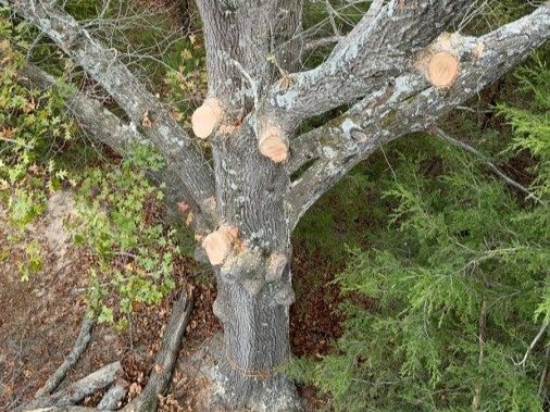 Caceres Tree Service