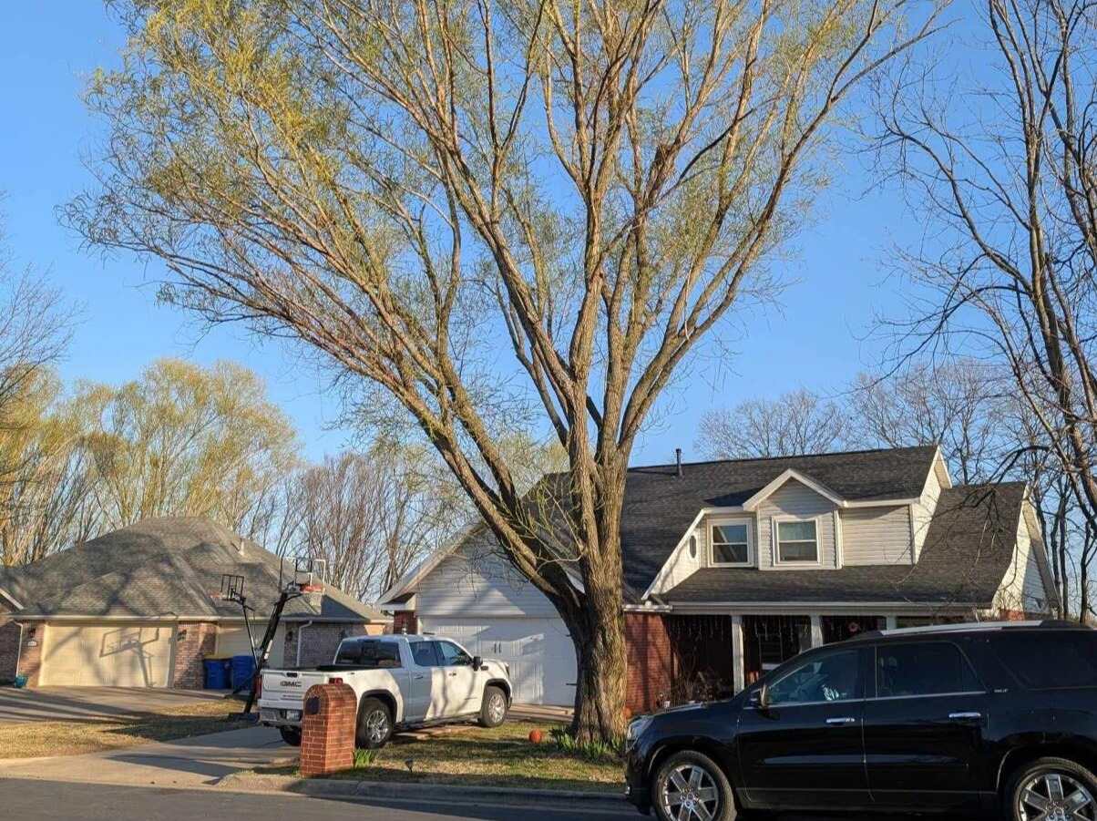 Caceres Tree Service