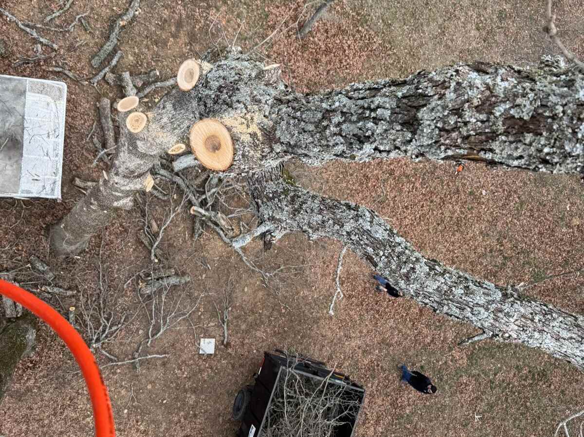 Caceres Tree Service