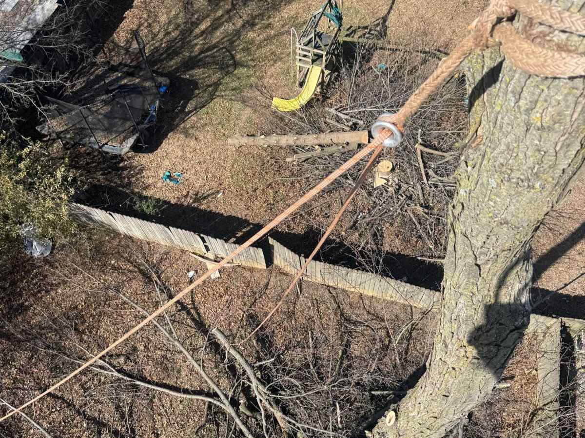 Caceres Tree Service