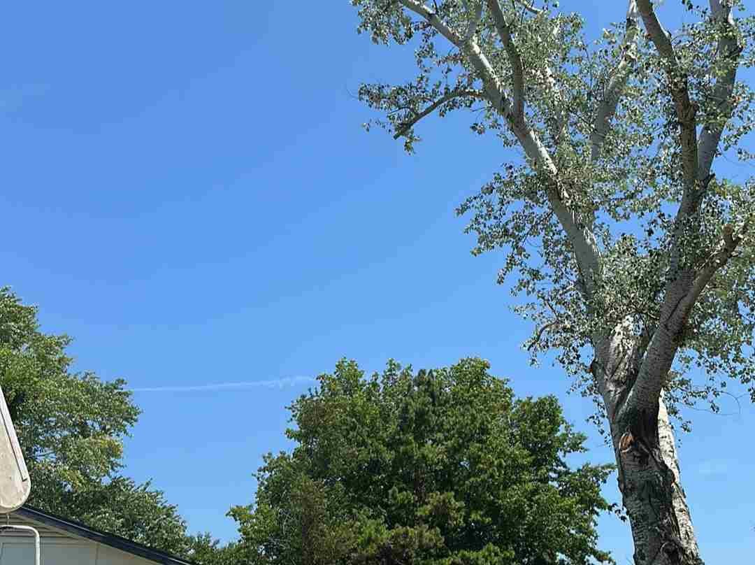Caceres Tree Service
