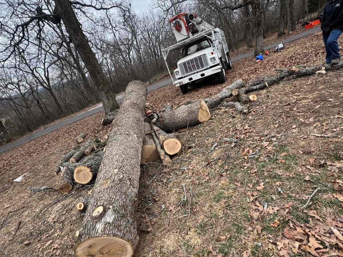 Caceres Tree Service