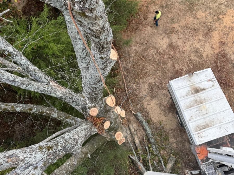 Caceres Tree Service