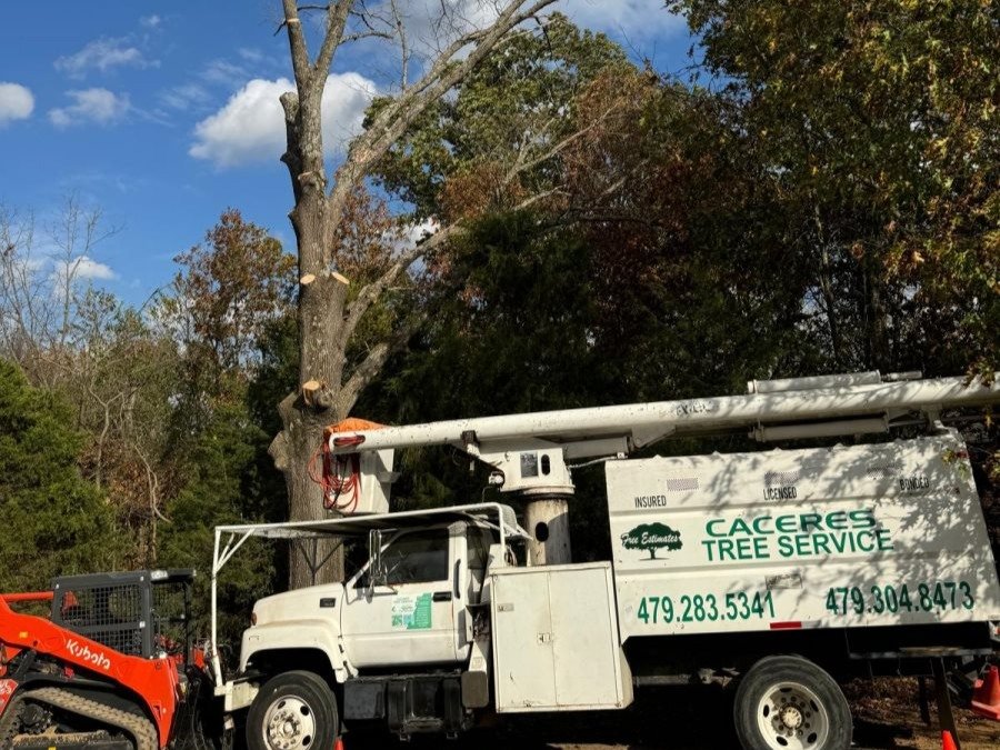 Caceres Tree Service