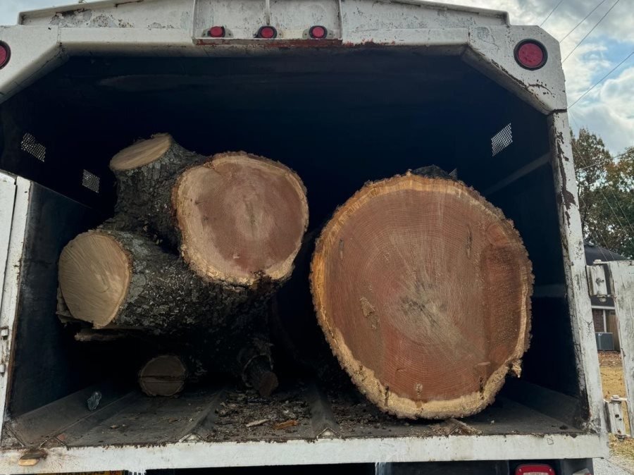 Caceres Tree Service