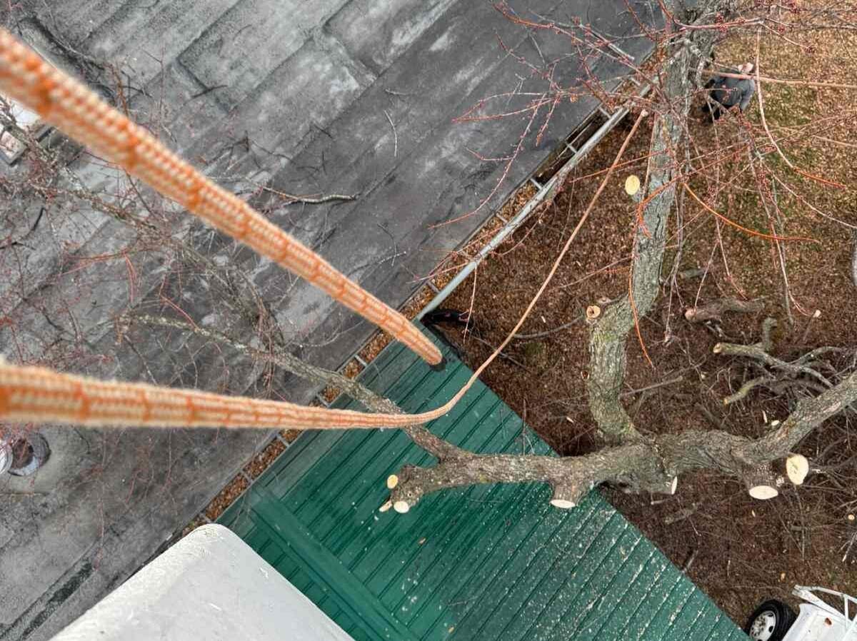 Caceres Tree Service