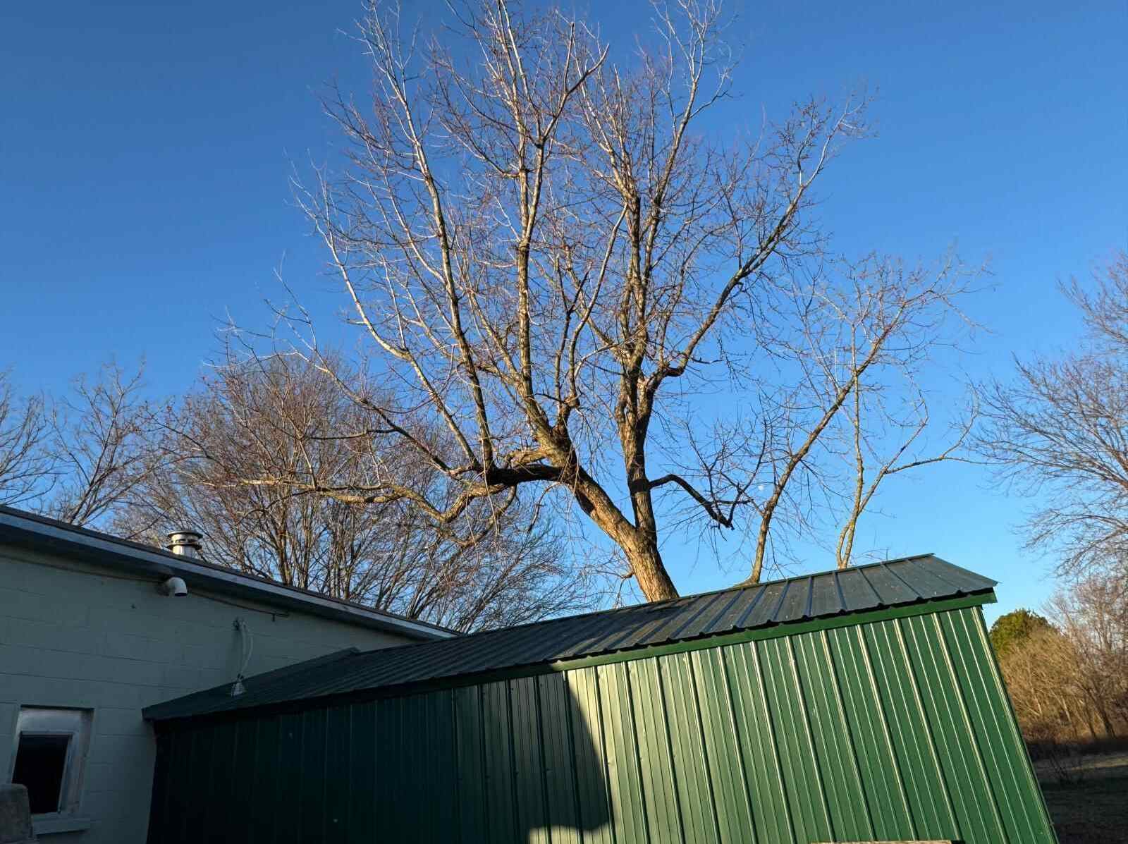 Caceres Tree Service