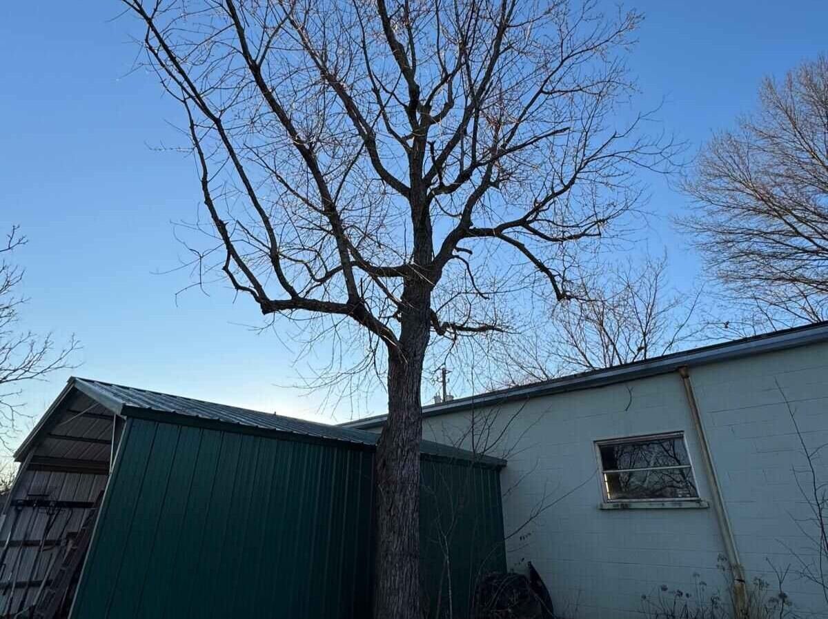 Caceres Tree Service