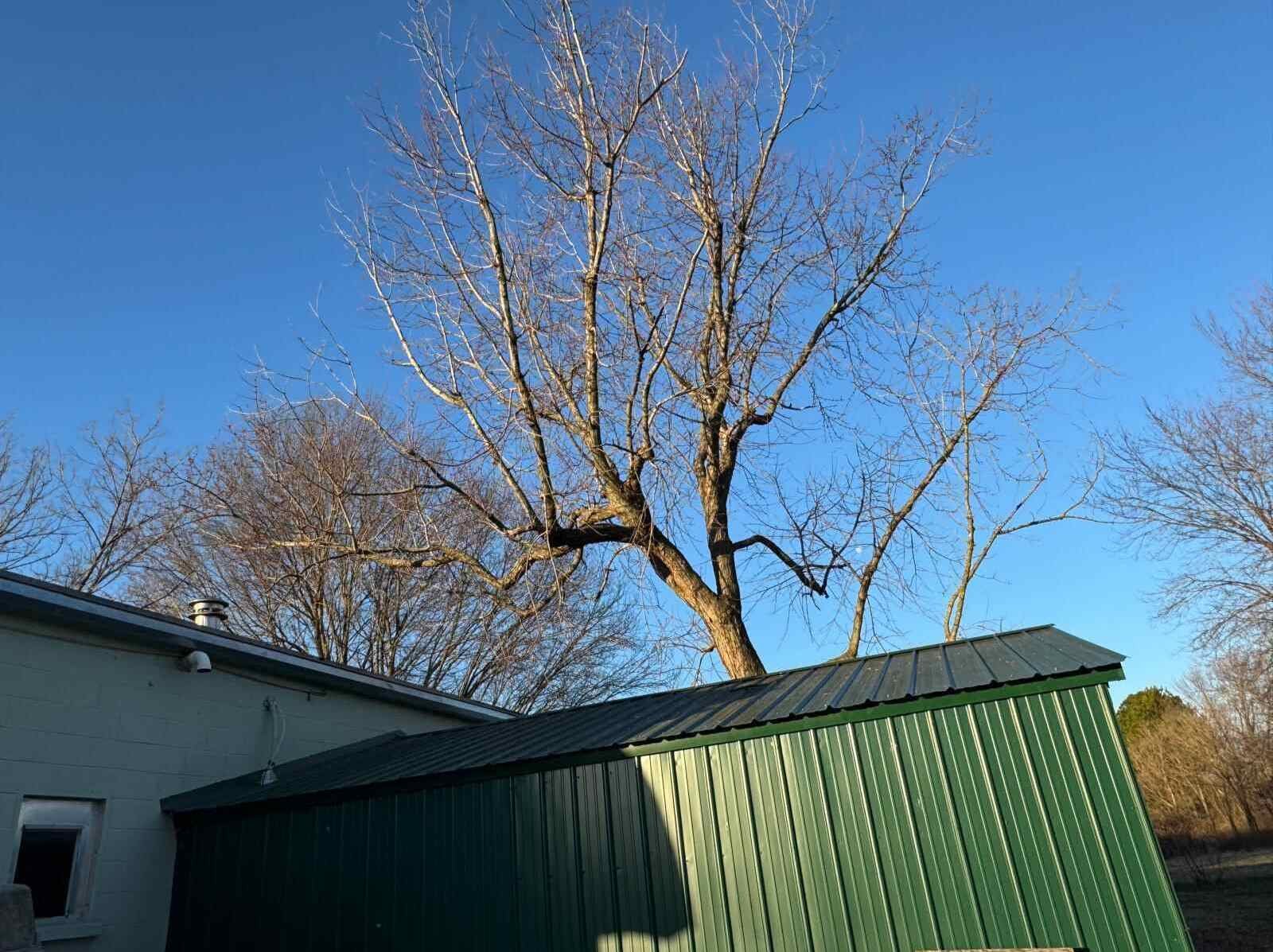 Caceres Tree Service