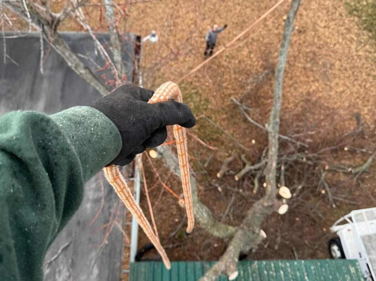Caceres Tree Service