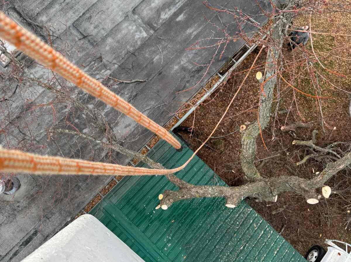 Caceres Tree Service