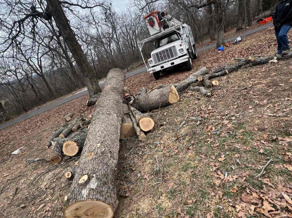 Caceres Tree Service