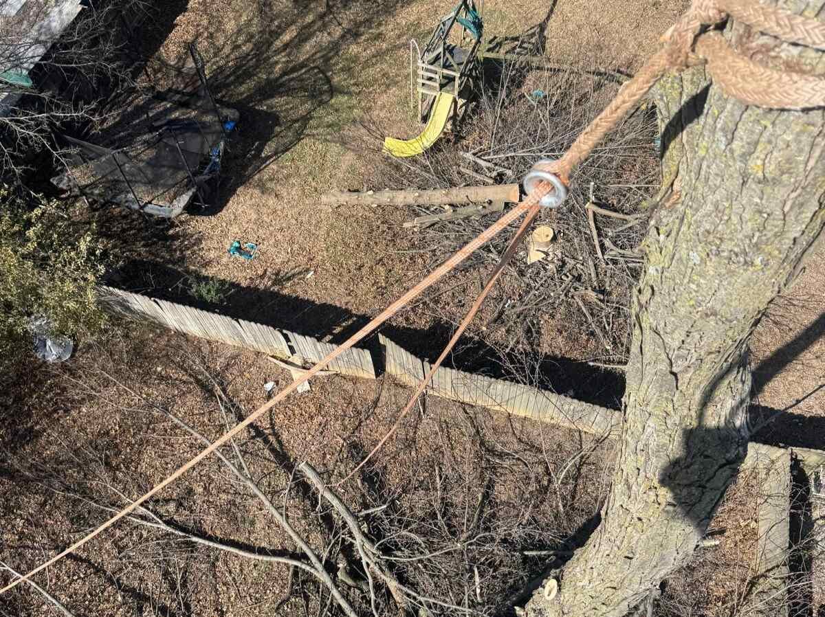 Caceres Tree Service