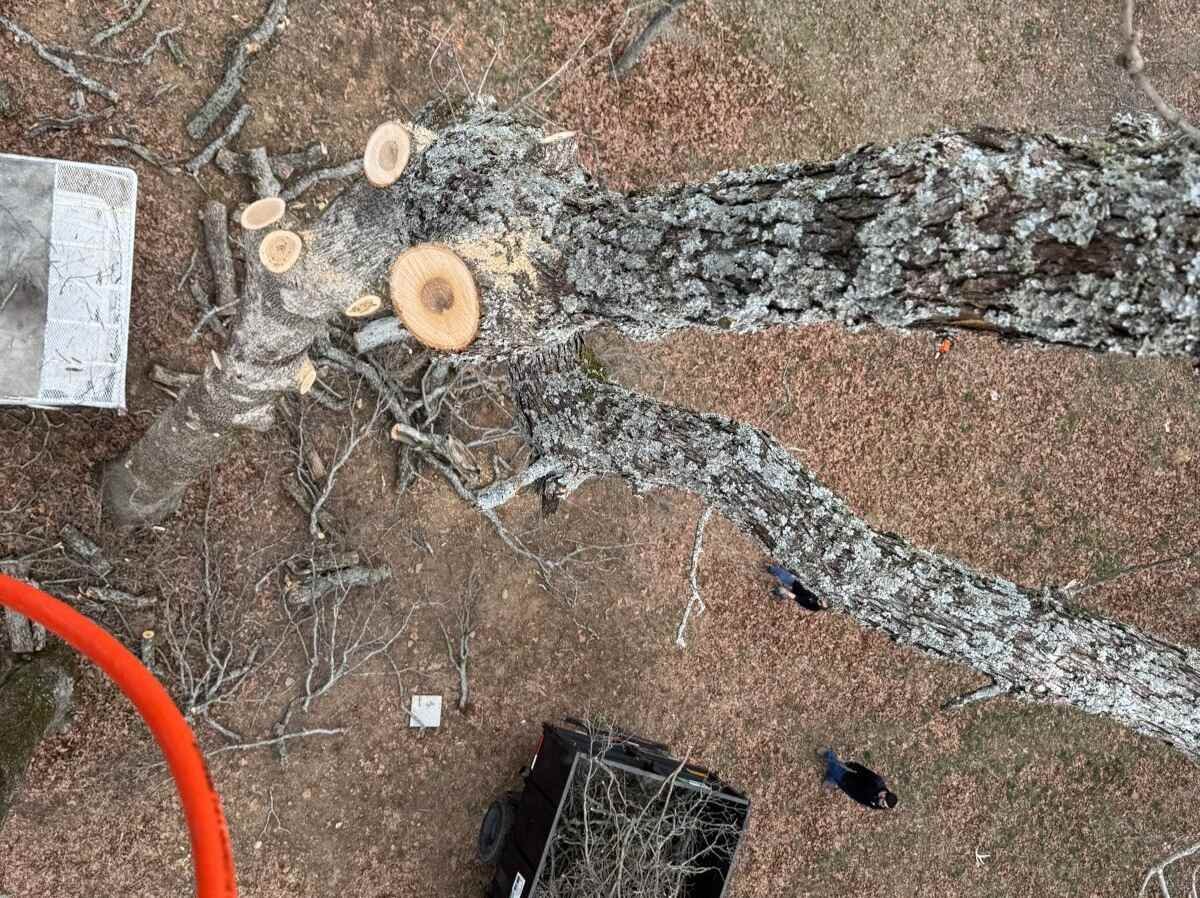 Caceres Tree Service