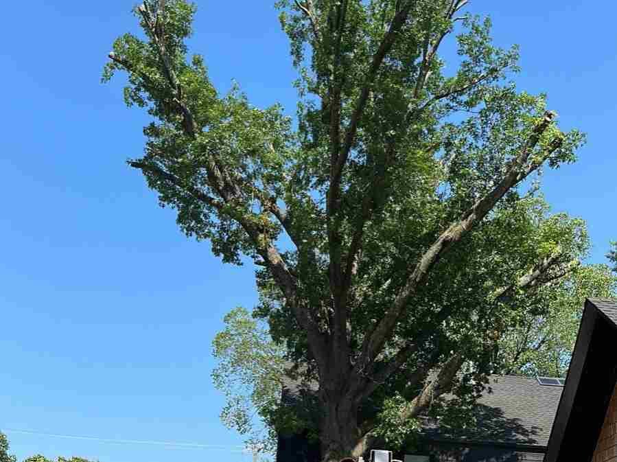 Caceres Tree Service
