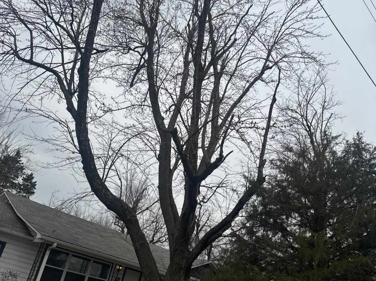 Caceres Tree Service