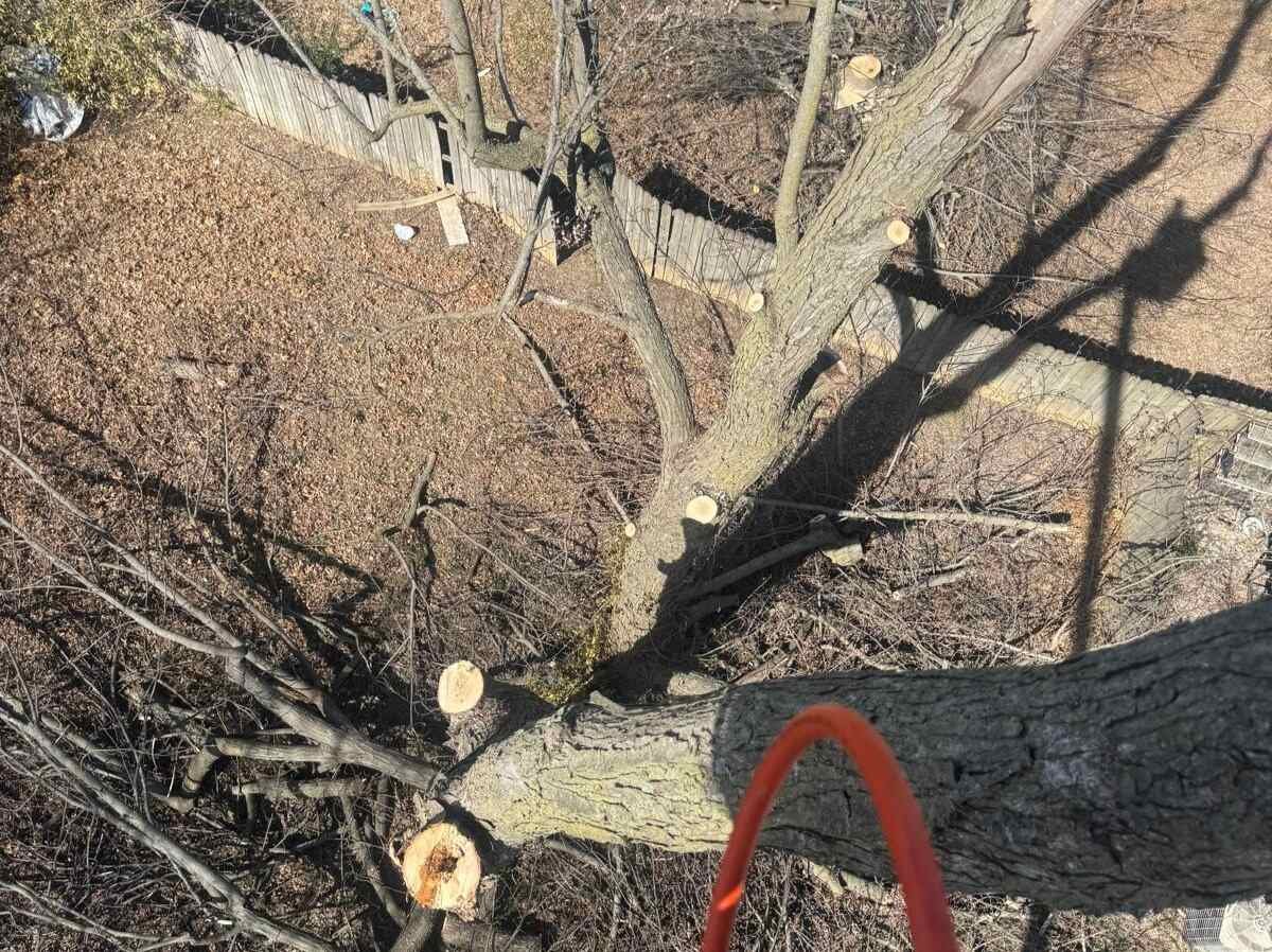 Caceres Tree Service