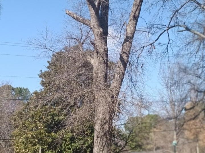 Caceres Tree Service