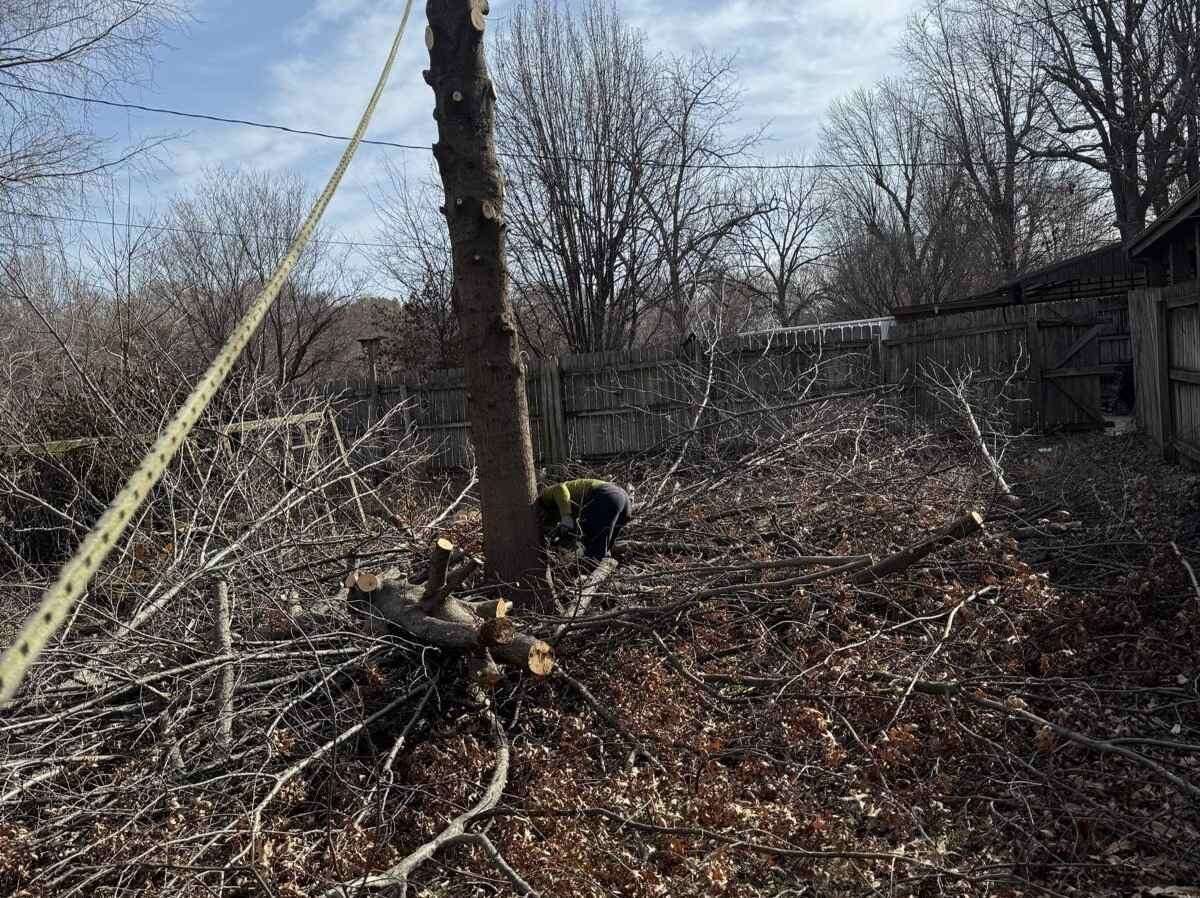 Caceres Tree Service