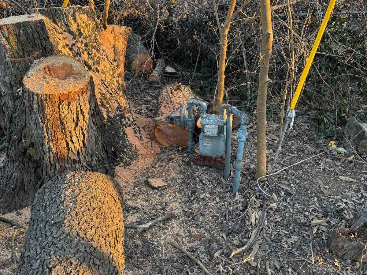 Caceres Tree Service