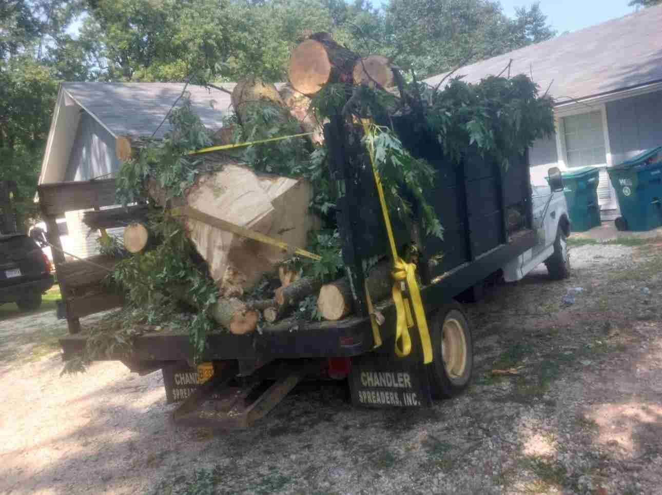 Caceres Tree Service