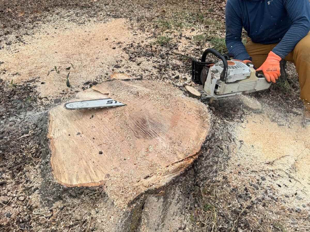 Caceres Tree Service