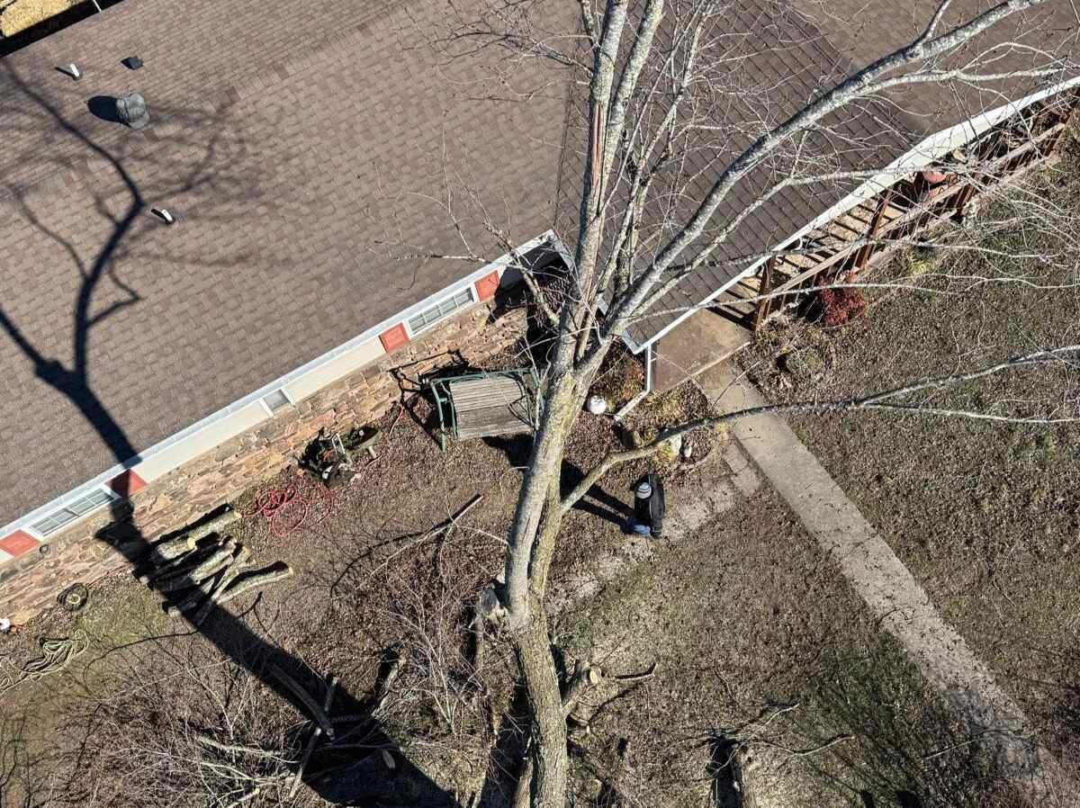 Caceres Tree Service