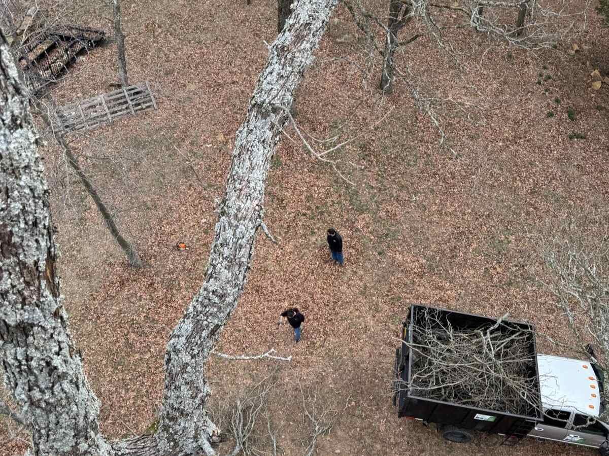 Caceres Tree Service