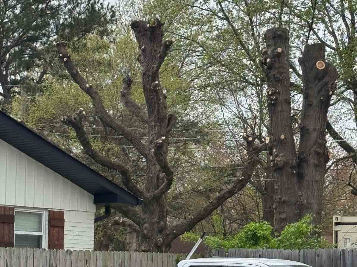 Caceres Tree Service