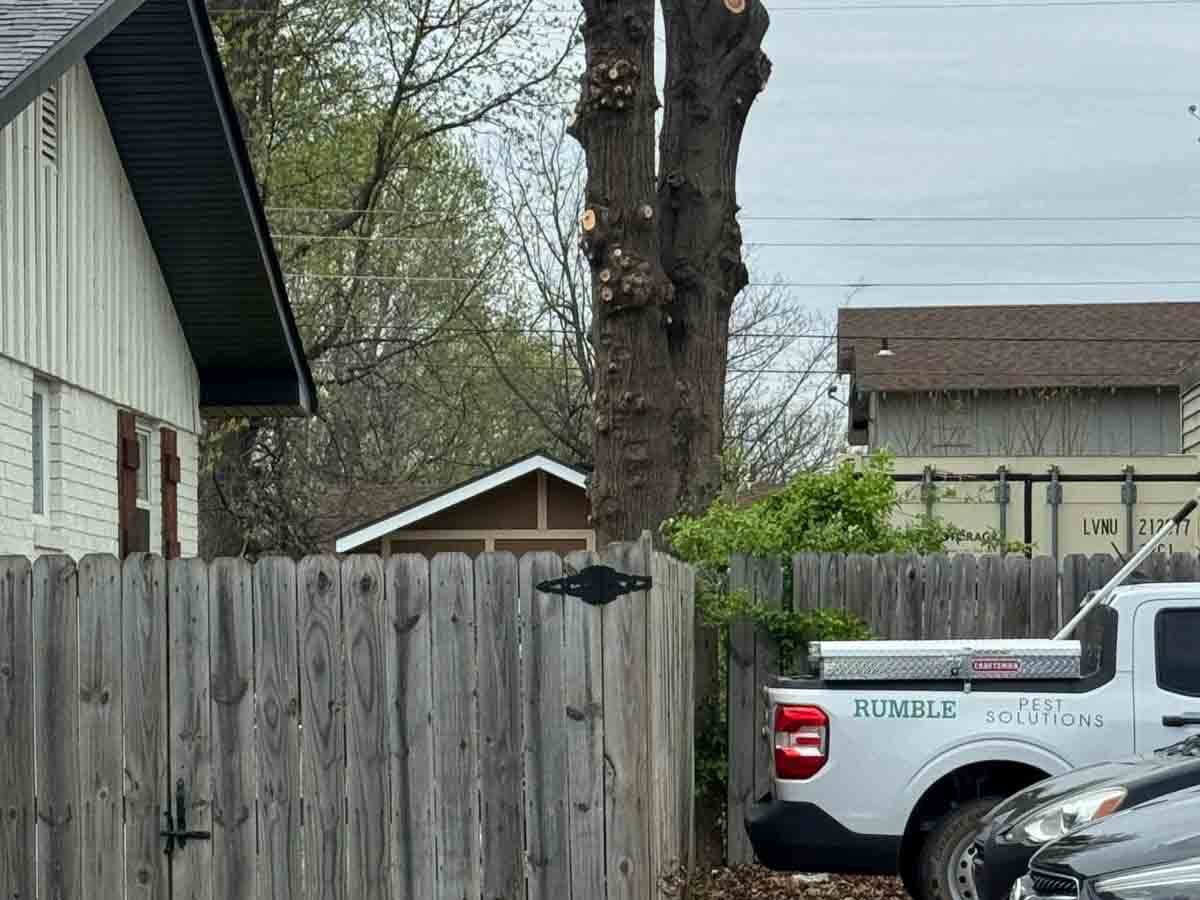 Caceres Tree Service