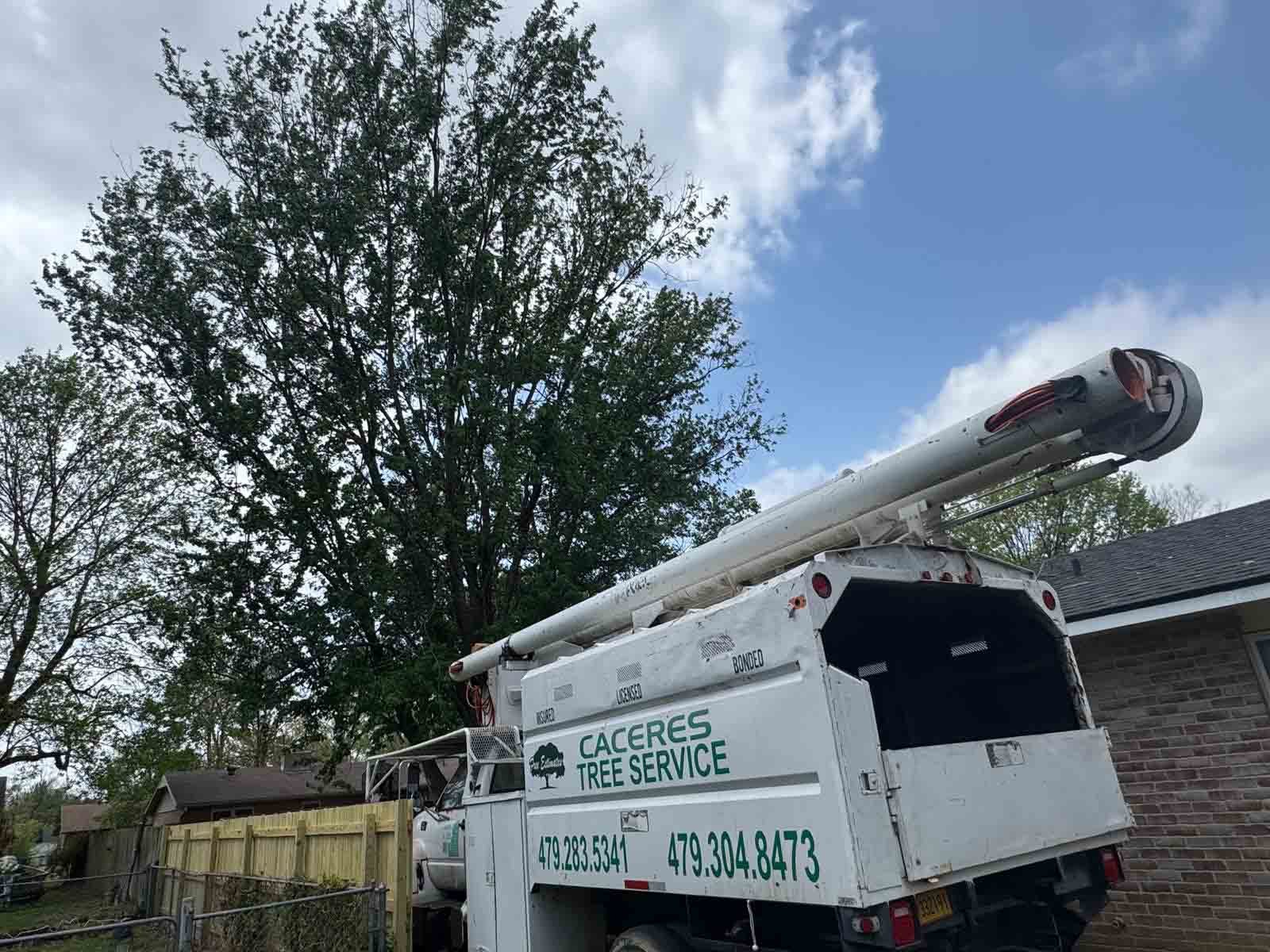 Caceres Tree Service