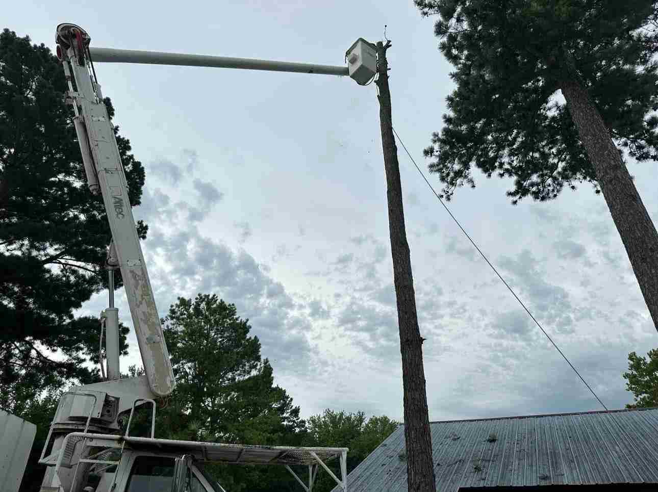 Caceres Tree Service