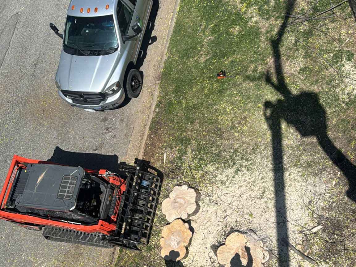 Caceres Tree Service