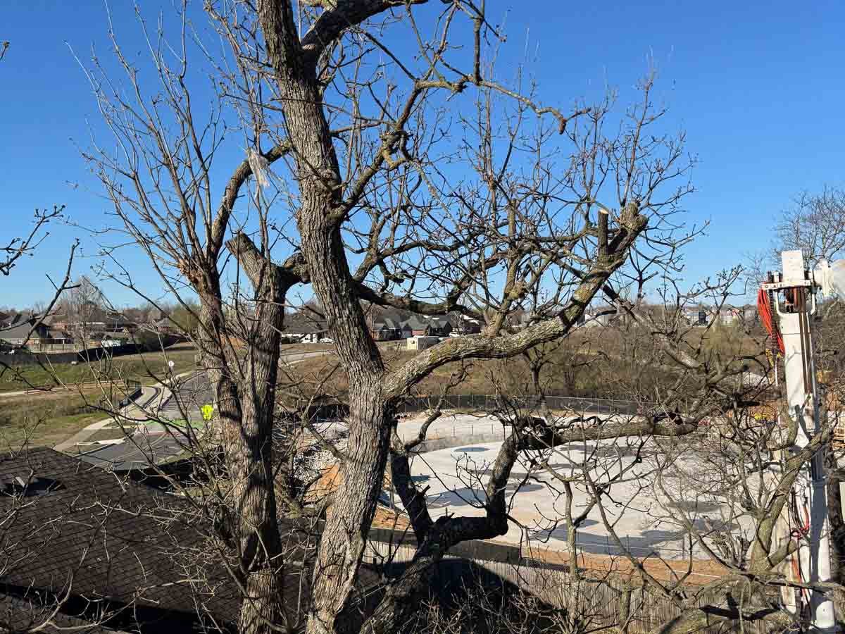 Caceres Tree Service