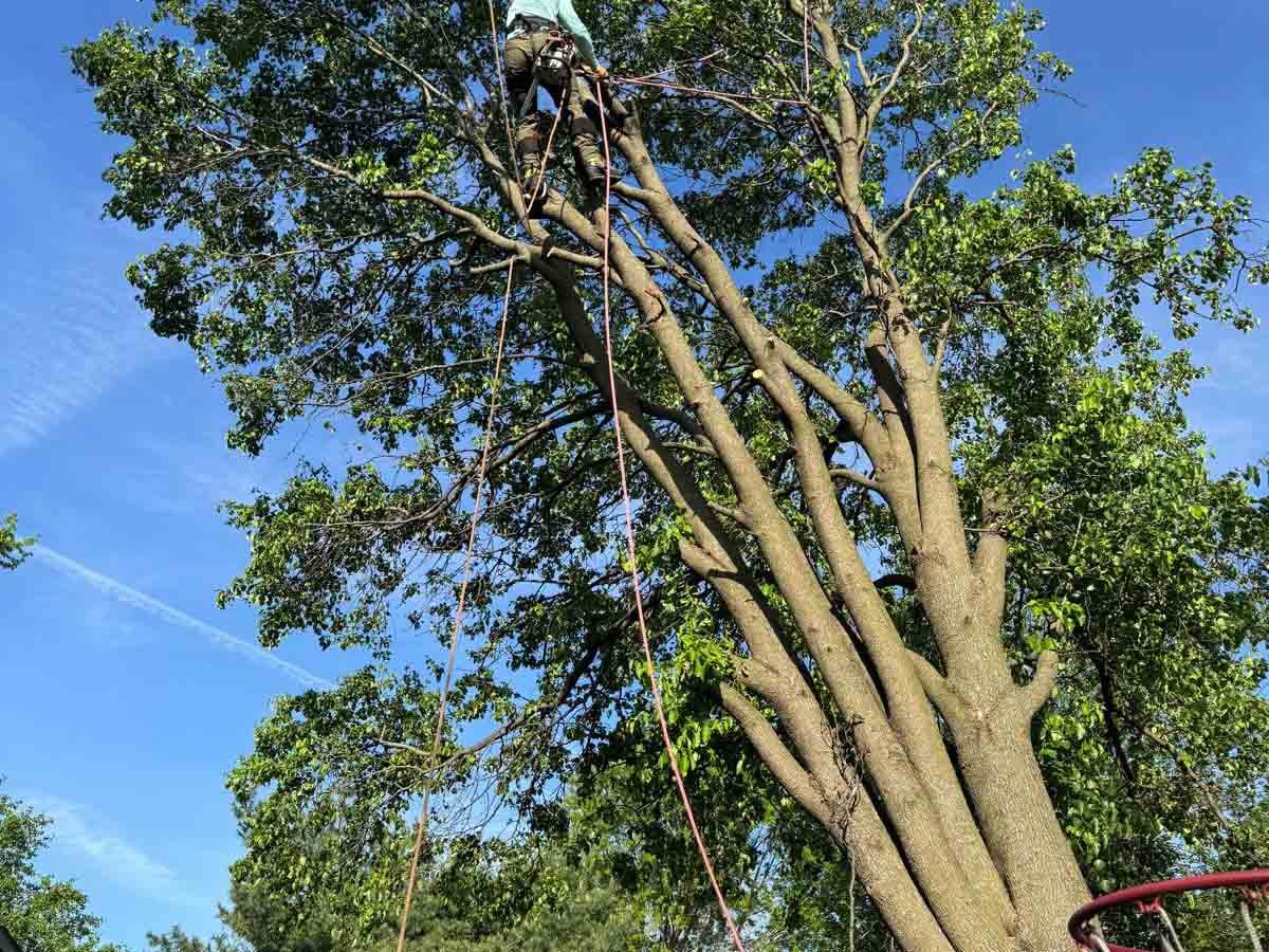 Caceres Tree Service