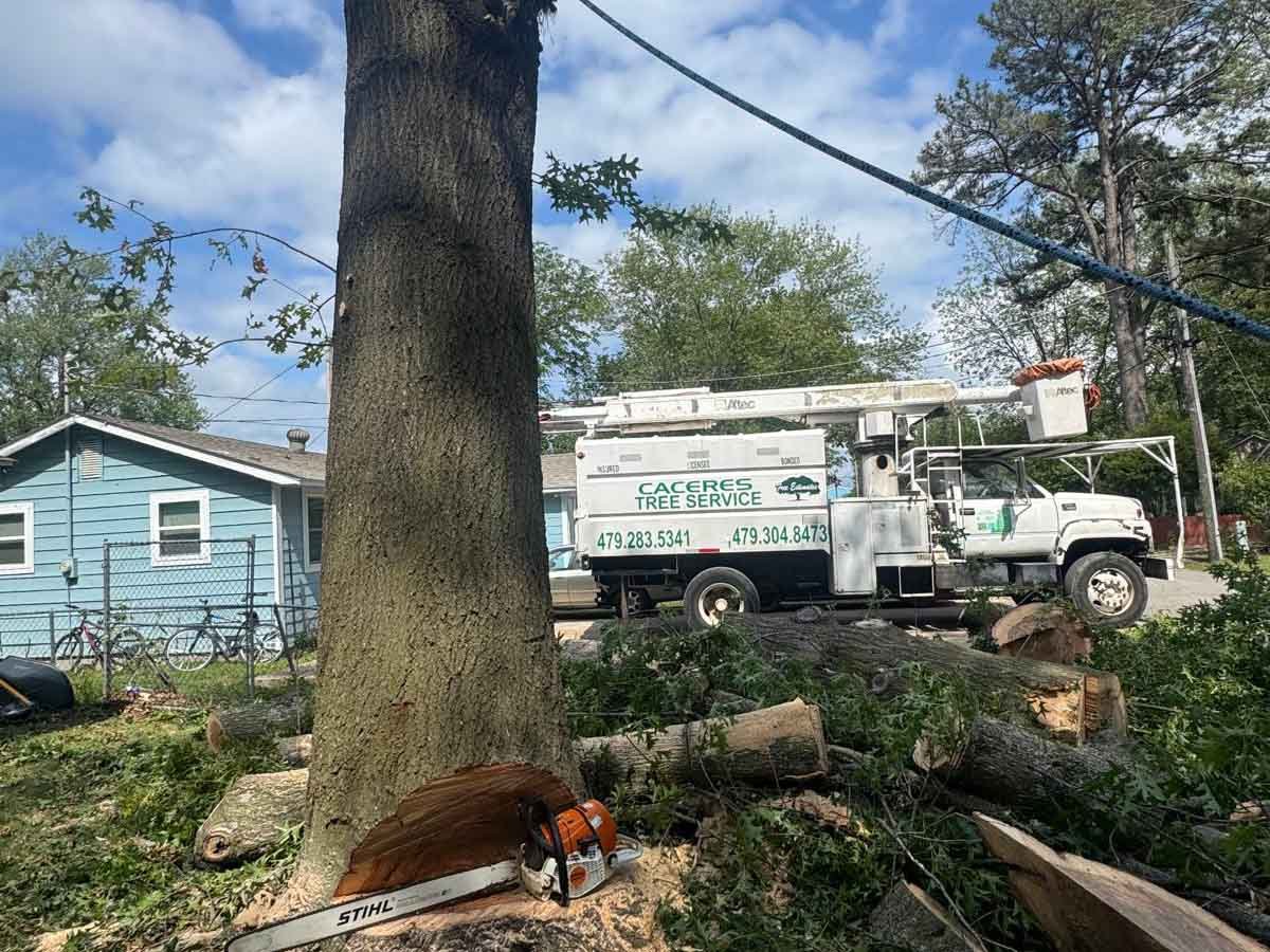 Caceres Tree Service