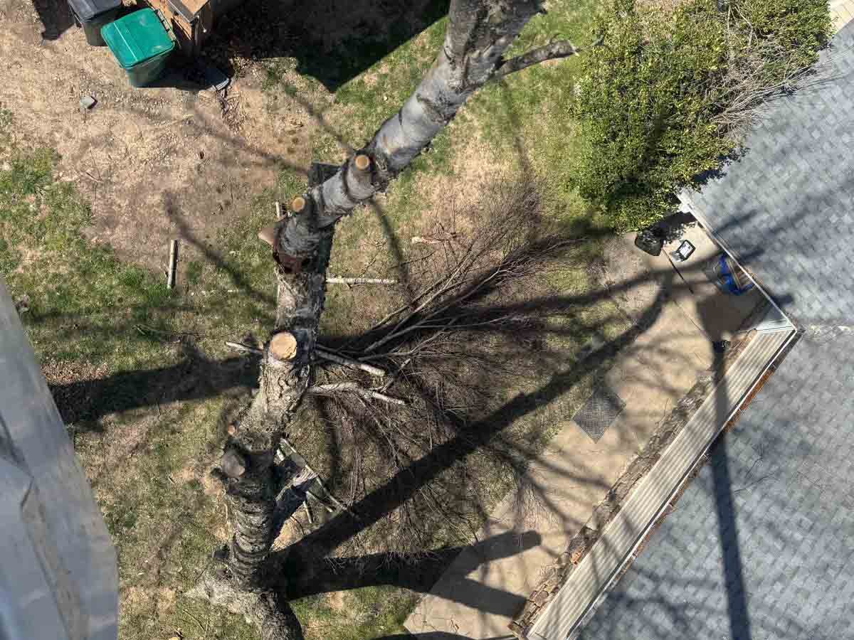 Caceres Tree Service