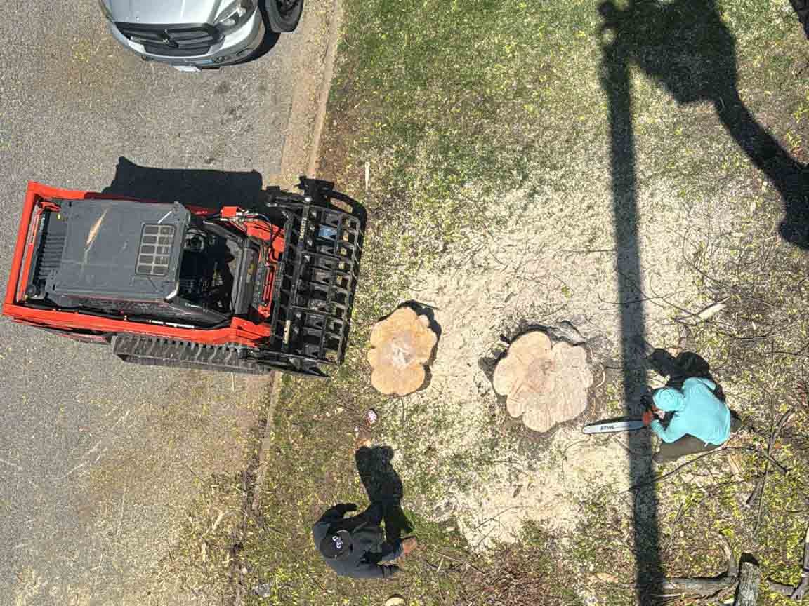 Caceres Tree Service