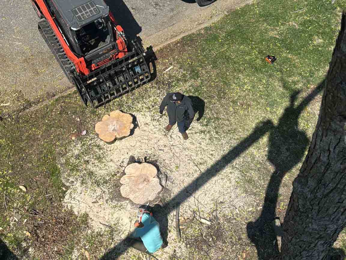Caceres Tree Service