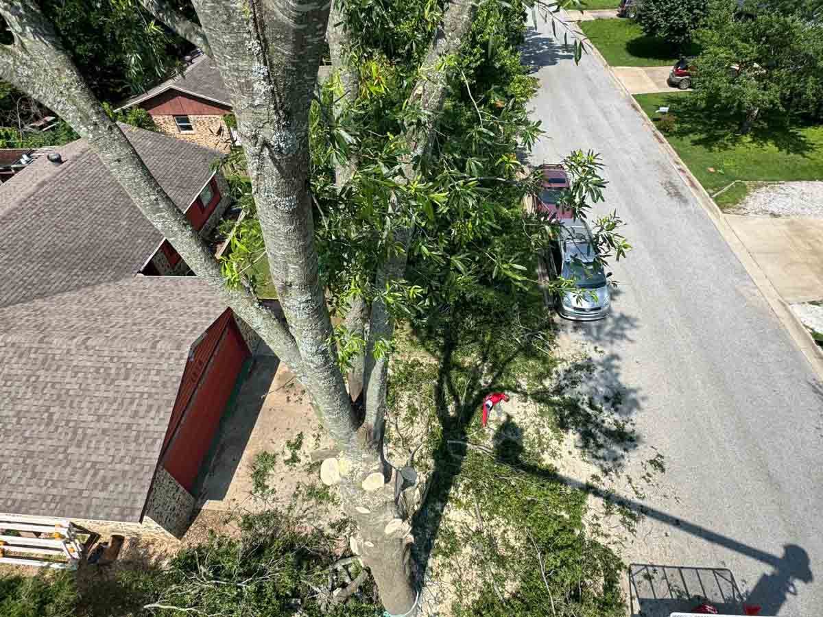 Caceres Tree Service