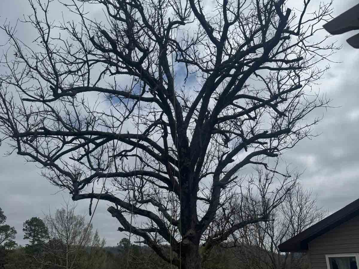 Caceres Tree Service