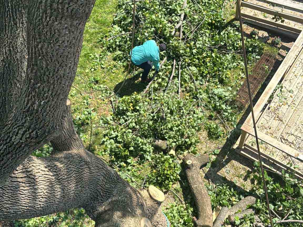 Caceres Tree Service